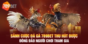 Đá Gà Thomo Tại Nhà Cái 789BET Có Ưu Điểm Nổi Bật Nào